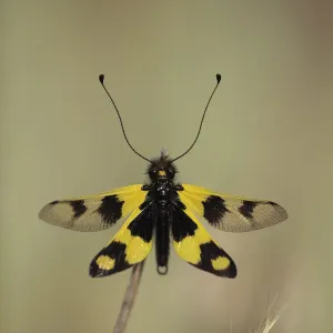 Owlfly / Butterly lion / Ascalaphid (Libelloides longicornis) Stenje region, Lake Macro Prespa Owlfly / Butterly lion / Ascalaphid (Libelloides longicornis) Stenje region, Lake Macro Prespa