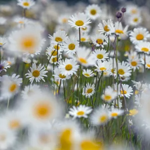 Ox-eye daises (Leucanthemum vulgare) in meadow, England, UK. June