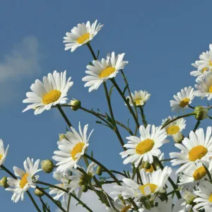 Ox-eye daisies (Leucanthemum vulgare) in herb rich conservation margin around farmland