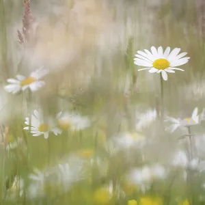 Oxeye daisies (Leucanthemum vulgare) in upland hay meadow, Northumberland National Park, UK, June