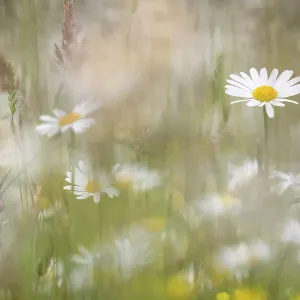 Oxeye daisies print, upland hay meadow scene Oxeye daisies print, upland hay meadow scene