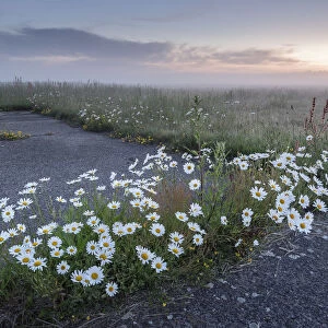 Oxeye daisy (Leucanthemum vulgare) growing amongst tarmac and at field edge
