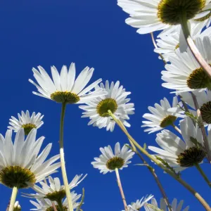 Oxeye daisy {Leucanthemum vulgare} flowers, Cornwall, UK. June