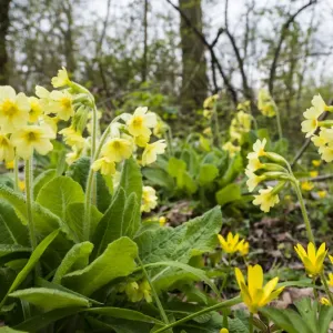 Oxlip Print: Primula elatior in Shadwell Woods Reserve, Essex Oxlip Print: Primula elatior in Shadwell Woods Reserve, Essex