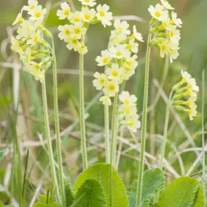 Oxlip (Primula elatior) growing in Shadwell Woods Reserve, Essex, England, UK, April Oxlip (Primula elatior) growing in Shadwell Woods Reserve, Essex, England, UK, April