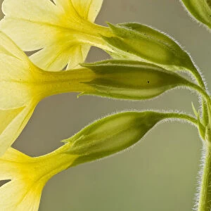 Oxlip (Primula elatior), Hayley Wood, Cambridgeshire, a Wildlife Trust for Bedfordshire