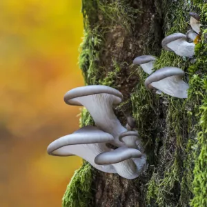 Oyster mushroom / Oyster bracket fungus (Pleurotus ostreatus) growing on tree trunk