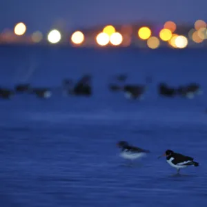 Oystercatcher (Haematopus ostralegus) at dusk, with lights in distance, South Swale