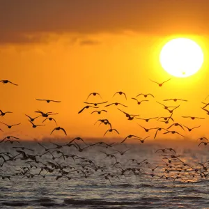 Oystercatchers (Haematopus ostralegus) arriving to roost at Snettisham on the Wash