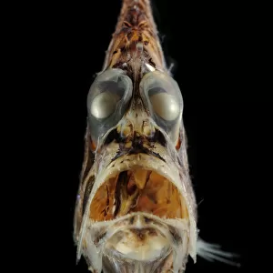 Pacific hatchetfish (Argyropelecus affinis) portrait