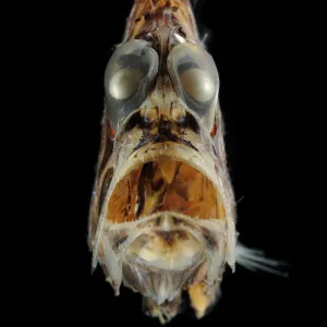 Pacific hatchetfish (Argyropelecus affinis) portrait