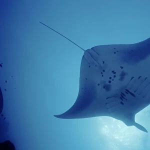 Pacific manta ray {Manta alfredi} Yap, Micronesia