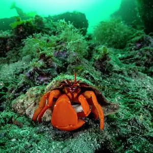 Pacific red hermit crab (Elassochirus gilli) on sea floor, Prince William Sound, Alaska, USA, Pacific Ocean Pacific red hermit crab (Elassochirus gilli) on sea floor, Prince William Sound, Alaska, USA, Pacific Ocean