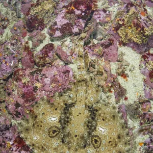 Pacific starry skate (Beringraja stellulata) on sea floor