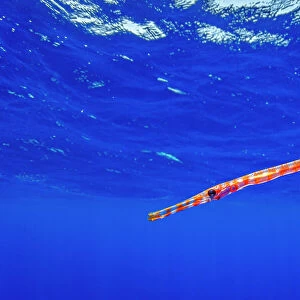 Pacific trumpetfish (Aulostomus chinensis) juvenile swimming near the water surface in the open ocean, Tubuai, French Polynesia, Pacific Ocean