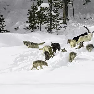 Pack of wolves (Canis lupus). Yellowstone National Park, Wyoming, USA. January