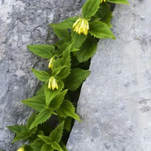 (Paederota lutea) growing in crack in rock, Triglav National Park, Slovenia, July 2009 (Paederota lutea) growing in crack in rock, Triglav National Park, Slovenia, July 2009