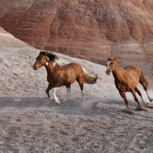 Two paint horses, a palomino and a sorrel quarter horse running, Flitner Ranch, Shell