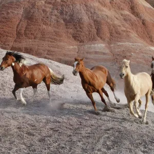 Two paint horses, a palomino and a sorrel quarter horse running, Flitner Ranch, Shell Two paint horses, a palomino and a sorrel quarter horse running, Flitner Ranch, Shell