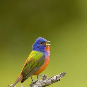 Painted bunting (Passerina ciris) male singing, Wichita Mountains National Wildlife Refuge