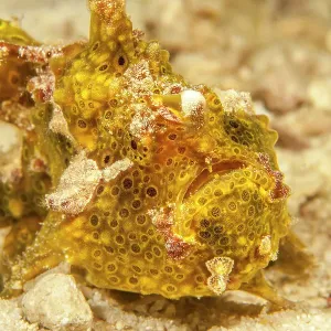 Painted frogfish (Antennarius pictus) portrait, Sipidan, Malaysia, Celebes Sea Painted frogfish (Antennarius pictus) portrait, Sipidan, Malaysia, Celebes Sea