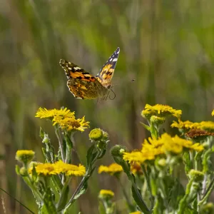 Painted lady butterfly (Cynthia cardui) flying to feed on Fleabane in garden