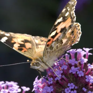 Painted Lady butterfly (Cynthia / Vanessa cardui) feeding on {Verbena bonariensis} flowers