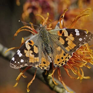 Painted lady butterfly (Vanessa cardui) nectaring on Witch hazel (Hamamelis x intermedia
