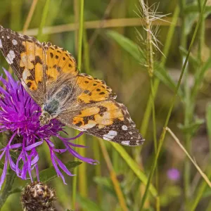 Painted lady butterfly (Vanessa cardui) feeding on knapweed Sutcliffe Park Nature