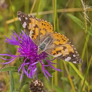 Painted Lady Butterfly Feeding on Knapweed Print