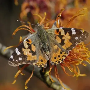 Painted Lady Butterfly Print on Witch Hazel Painted Lady Butterfly Print on Witch Hazel
