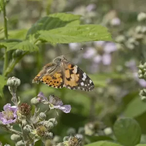 Painted lady butterfly (Vanessa cardui) taking flight, Norfolk, England, UK. June Painted lady butterfly (Vanessa cardui) taking flight, Norfolk, England, UK. June