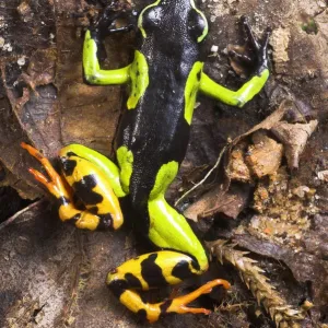 Painted Mantella frog {Mantella madagascariensis} Andasibe-Mantadia National Park Painted Mantella frog {Mantella madagascariensis} Andasibe-Mantadia National Park