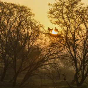 Le cigogne peinte (Mycteria leucocephala), reposant sur son nid avec des jeunes au lever du soleil. Le cigogne peinte (Mycteria leucocephala), reposant sur son nid avec des jeunes au lever du soleil.
