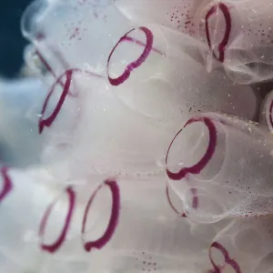 Painted tunicate (Clavelina picta), Cienaga de Zapata National Park, Matanzas Province