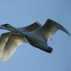 Pair of adult Trumpeter Swans (Cygnus buccinator) in flight. Skagit County, Washington