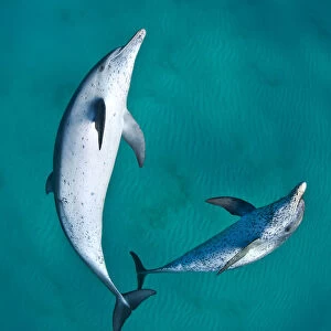 A pair of Atlantic spotted dolphins (Stenella frontalis) swim over a sand bank