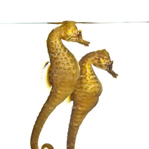 A pair of captive Common / Short snouted seahorses (Hippocampus hippocampus) in aquarium