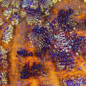Pair of Coleman shrimps (Periclimenes colemani) living in Fire urchin (Asthenosoma varium
