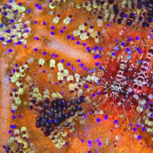 Pair of Coleman shrimps (Periclimenes colemani) living in a fire urchin (Asthenosoma varium). The female is the larger shrimp. Fire urchins are one of the largest and most venomous urchins, their bright colours a warning of their toxicity Pair of Coleman shrimps (Periclimenes colemani) living in a fire urchin (Asthenosoma varium). The female is the larger shrimp. Fire urchins are one of the largest and most venomous urchins, their bright colours a warning of their toxicity