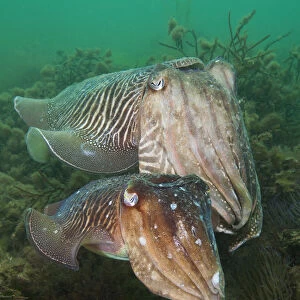 Pair of Common cuttlefish (Sepia officinalis), female in front of male, during spring