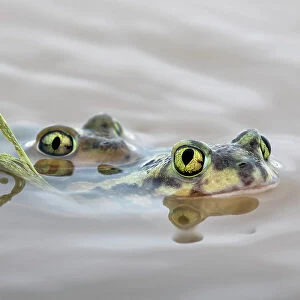 Pair of Couch's spadefoot toads (Scaphiopus couchii) mating in water, Texas, USA. June