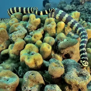 Egg-eating Sea Snakes Print Egg-eating Sea Snakes Print
