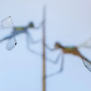 Pair of Emerald damselflies (Lestes sponsa) resting on a reed, with only tips of wings in focus Pair of Emerald damselflies (Lestes sponsa) resting on a reed, with only tips of wings in focus
