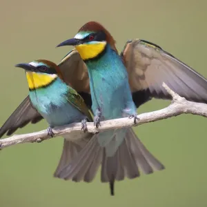 Pair of Eurasian bee-eaters (Merops apiaster) perched on branch, Pusztaszer reserve, Hungary. May Pair of Eurasian bee-eaters (Merops apiaster) perched on branch, Pusztaszer reserve, Hungary. May