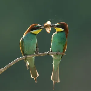Pair of European bee-eaters (Merops apiaster) with courtship offering of insect prey, Pusztaszer, Kiskunsagi National Park, Hungary Pair of European bee-eaters (Merops apiaster) with courtship offering of insect prey, Pusztaszer, Kiskunsagi National Park, Hungary