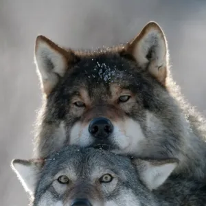 Pair of European grey wolves (Canis lupus) interacting, Tromso, Norway, captive, April