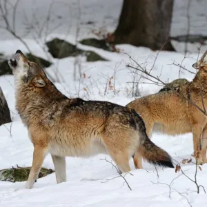 Pair of European grey wolves (Canis lupus) howling in the snow, captive Pair of European grey wolves (Canis lupus) howling in the snow, captive