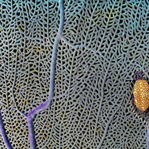 A pair of Flamingo tongue cowries (Cyphoma gibbosum) on a common sea fan (Gorgonia ventalina) which they predate upon, East End, Grand Cayman, Cayman Islands, British West Indies, Caribbean Sea