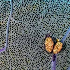 A pair of Flamingo tongue cowries on a common sea fan, Print A pair of Flamingo tongue cowries on a common sea fan, Print